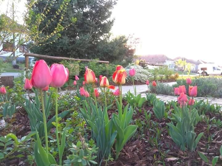 Hotel Egkoris Vendeghaz Bakonyszucs Zewnętrze zdjęcie