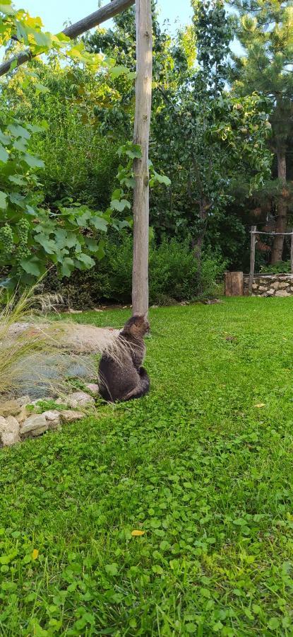 Hotel Egkoris Vendeghaz Bakonyszucs Zewnętrze zdjęcie